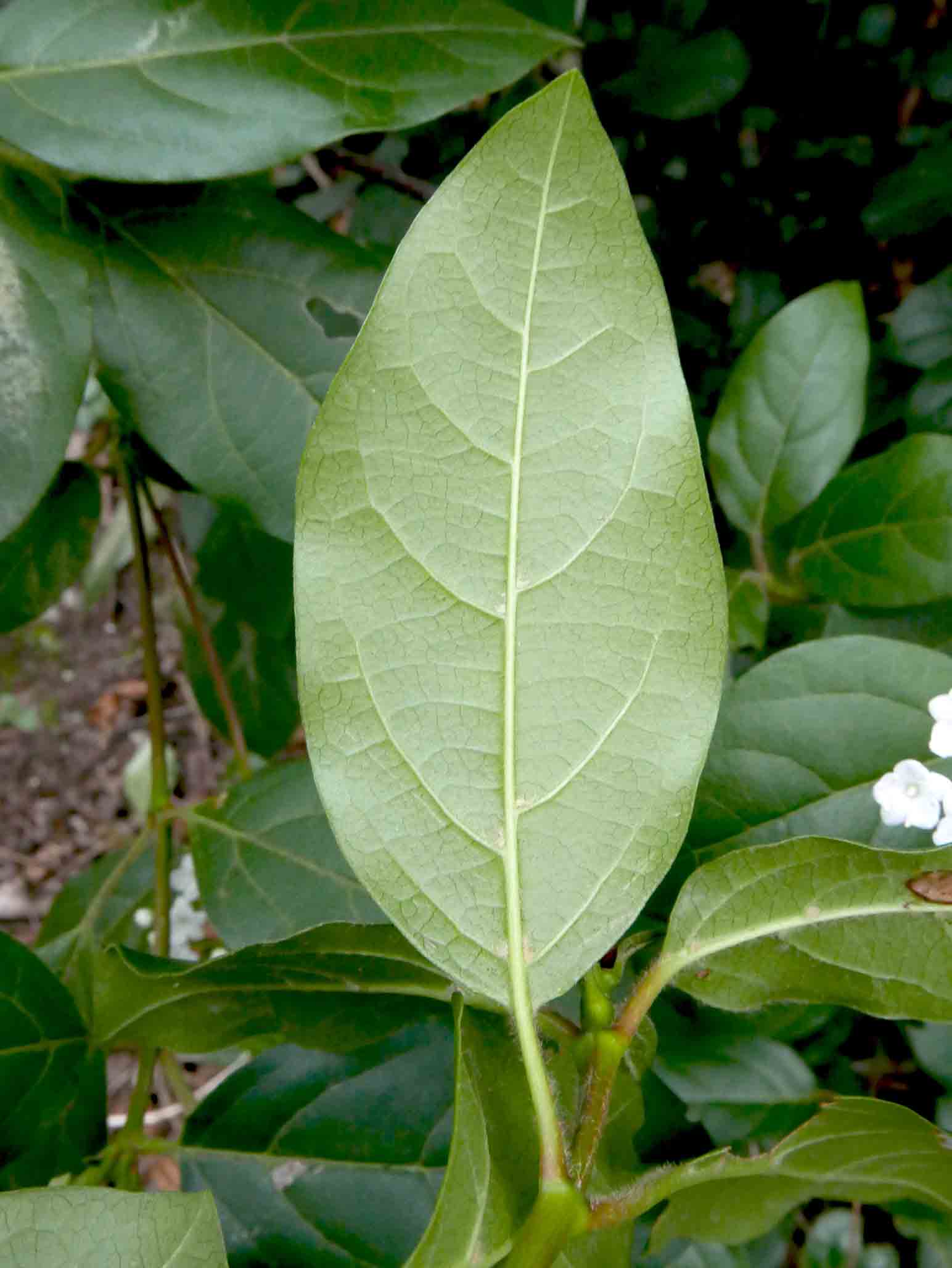 Monte Brione (TN) - Viburnum tinus